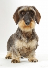 Picture of Wirehaired Dachshund on white background, front view
