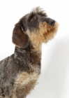 Picture of Wirehaired Dachshund on white background, looking up