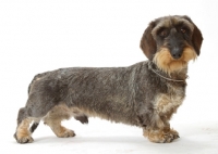 Picture of Wirehaired Dachshund on white background