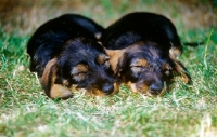 Picture of wirehaired dachshund puppies sleeping in the sun 