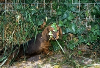 Picture of wirehaired dachshund puppy behind ivy leaves
