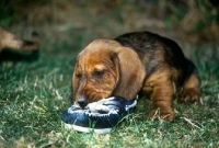 Picture of wirehaired dachshund puppy chewing a shoe