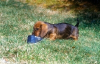 Picture of wirehaired dachshund puppy chewing a shoe