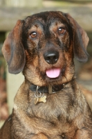 Picture of Wirehaired Dachshund (Standard), looking at camera
