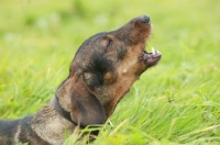 Picture of Wirehaired Dachshund (Standard), barking