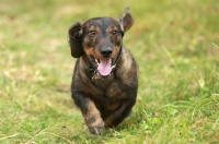 Picture of Wirehaired Dachshund (Standard), walking