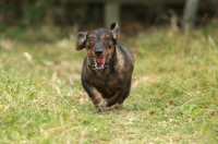 Picture of Wirehaired Dachshund (Standard) on path