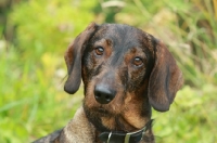 Picture of Wirehaired Dachshund (Standard), portrait