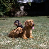 Picture of wirehaired dachshunds ch lieblings joker in the pack and puppies, 