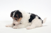 Picture of wirehaired Fox Terrier puppy lying down in studio