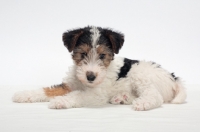 Picture of wirehaired Fox Terrier puppy lying down on white background