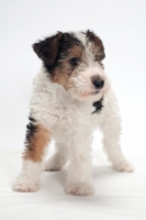 Picture of wirehaired Fox Terrier puppy on white background, looking away