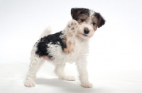 Picture of wirehaired Fox Terrier puppy on white background
