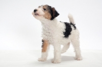 Picture of wirehaired Fox Terrier puppy on white background, looking up