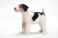 Picture of wirehaired Fox Terrier puppy on white background, side view