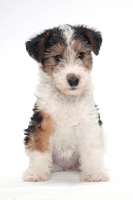 Picture of wirehaired Fox Terrier puppy sitting on white background