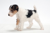 Picture of wirehaired Fox Terrier puppy, side view on white background