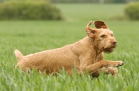 Picture of Wirehaired Hungarian Viszla running