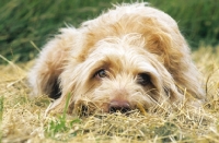 Picture of wirehaired Hungarian Vizsla, lying down