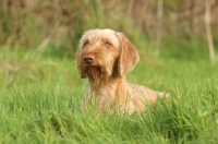 Picture of Wirehaired Hungarian Vizsla lying on grass
