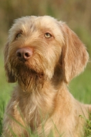 Picture of Wirehaired Hungarian Vizsla portrait