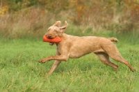 Picture of Wirehaired Hungarian Vizsla retrieving