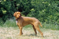 Picture of Wirehaired Hungraian Viszla