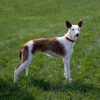 Picture of wirehaired ibizan hound,   elodie, standing on grass