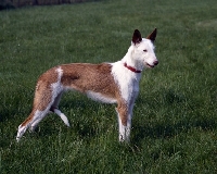 Picture of wirehaired ibizan hound,  elodie, standing on grass