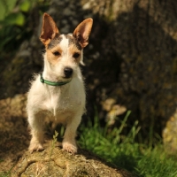 Picture of wirehaired Jack Russell Terrier