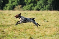 Picture of Wirehaired Pointing Griffon (aka Korthals Griffon) running in field