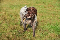 Picture of Wirehaired Pointing Griffon (aka Korthals Griffon) retrieving