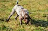 Picture of Wirehaired Pointing Griffon (aka Korthals Griffon)