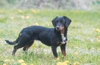 Picture of Wälderdackel, old type black forest hound, german breed in revival
