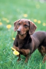 Picture of Wälderdackel on grass, old type black forest hound, german breed in revival