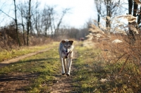 Picture of wolf-looking dog walking in countryside