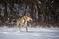 Picture of wolf-looking mongrel dog running free in the snow