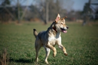 Picture of wolf-looking mongrel dog running free in a field