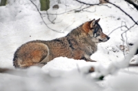 Picture of Wolf in snow