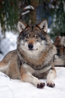 Picture of wolf lying down in snow