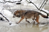 Picture of Wolf walking