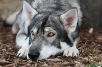 Picture of Wolf x German Shepherd