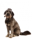 Picture of wolfhound cross