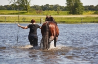 Picture of woman and her quarter horse walking in water