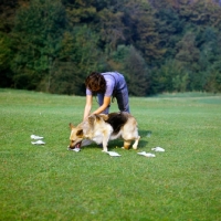 Picture of woman doing a scent test with her german shepherd dog