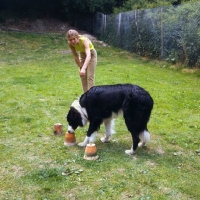 Picture of woman doing a scent test with her border collie