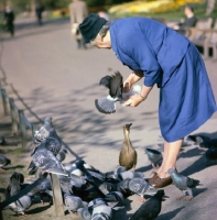 Picture of woman feeding pigeons in park