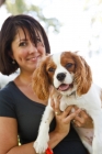 Picture of woman holding Cavalier King Charles Spaniel