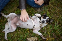 Picture of woman scratching mongrel dog's belly