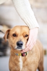 Picture of Woman stroking tan dog